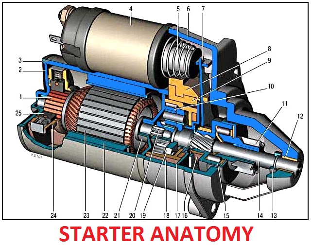 Starter anatomy